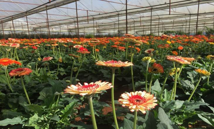 TOP 7 TOUR ĐÀ LẠT 1 NGÀY MỚI NHẤT 2024
