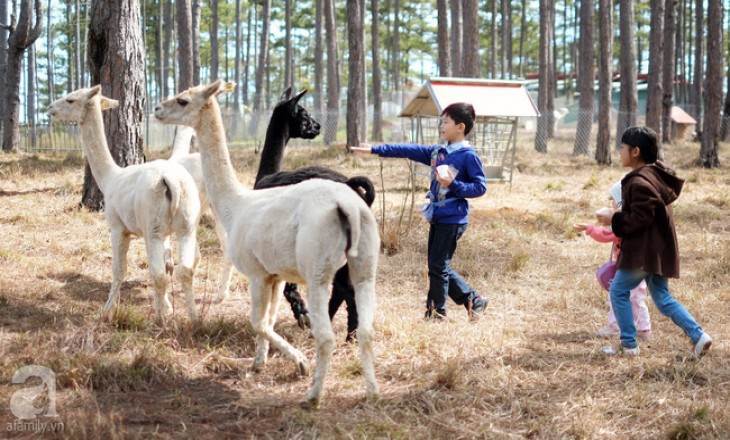 Tham quan vườn thú ZooDoo Dalat
