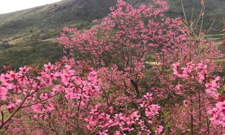 TOUR CẮM TRẠI NGẮM ĐỒI MAI ANH ĐÀO