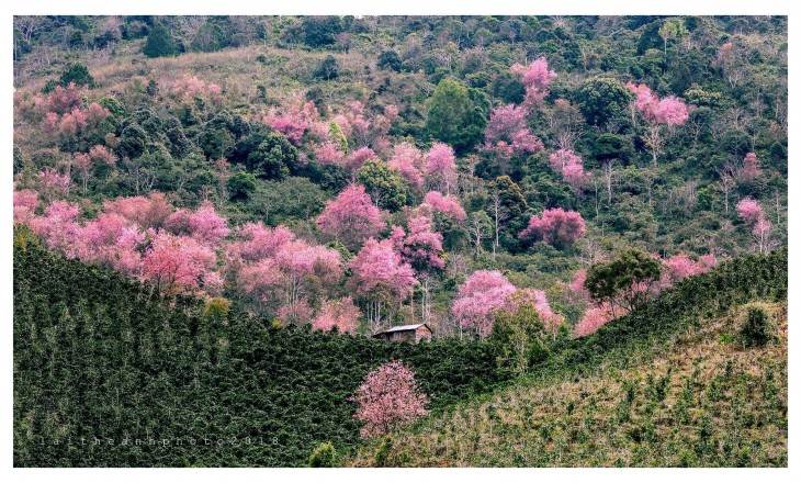 TOUR CẮM TRẠI NGẮM ĐỒI MAI ANH ĐÀO TOUR CẮM TRẠI NGẮM ĐỒI MAI ANH ĐÀO
