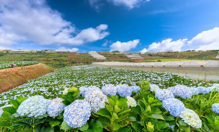 TOP 7 TOURS DAILY IN DALAT