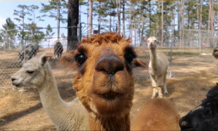 Tham quan vườn thú ZooDoo Dalat