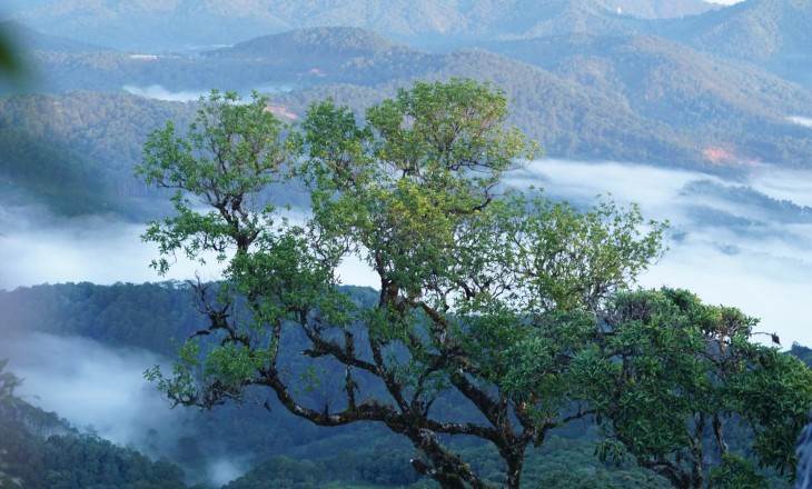 TREKKING CÂY THÔNG CÔ ĐƠN
